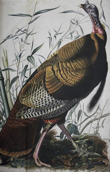 Wild turkey (JJ Audubon's "Birds of America)