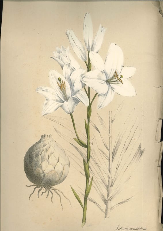 Lilium Candidum, or the Madonna lily