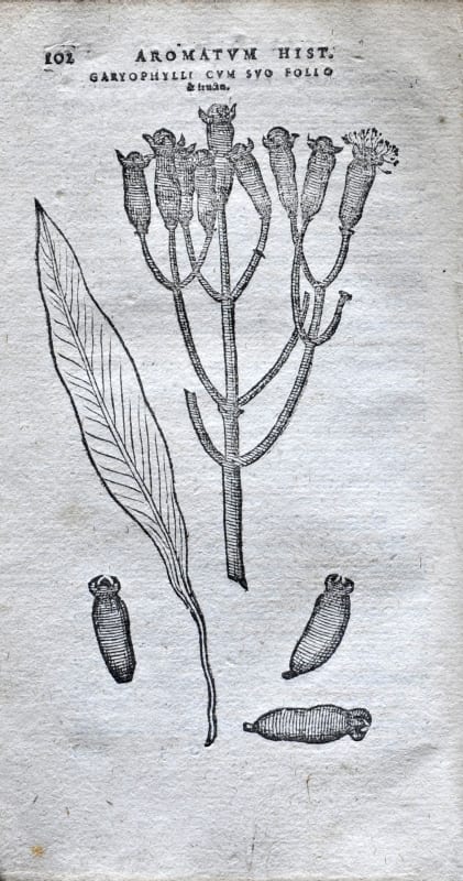 Illustration from Aromatum by Carlos Clusius, 1567