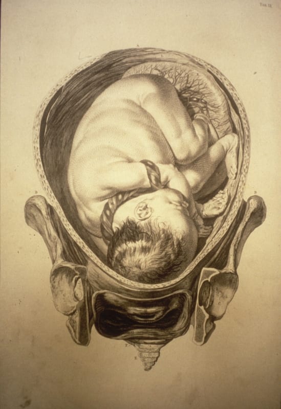 Plate from Smellie's Anatomical Tables.
