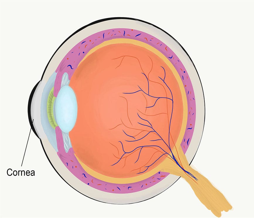 eye anatomy 900